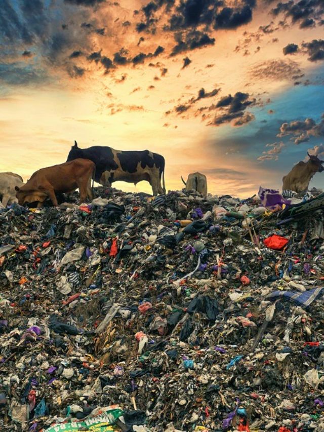 Landfills and Their Effects on the Ecosystem